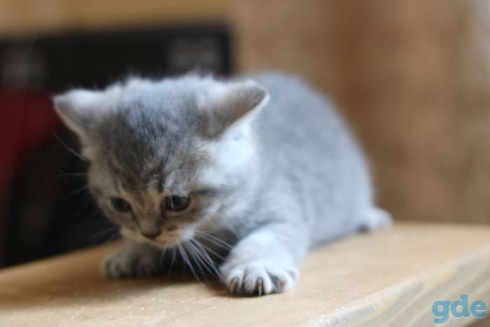 Шотландские котята, фотография 12