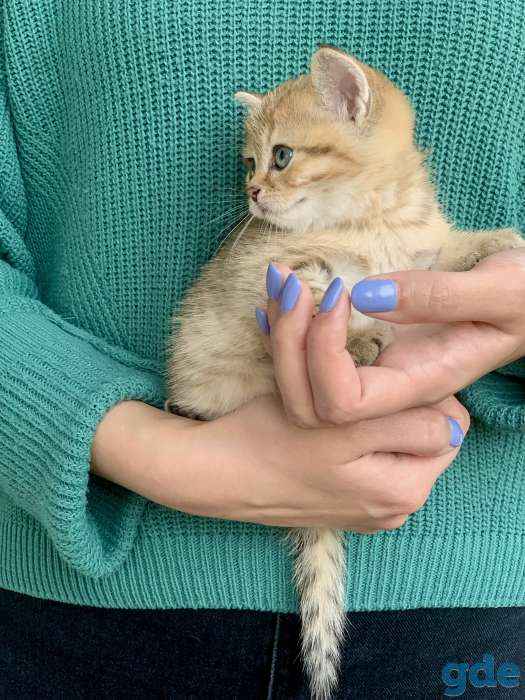Шикарный шотландский котёнок, фотография 10