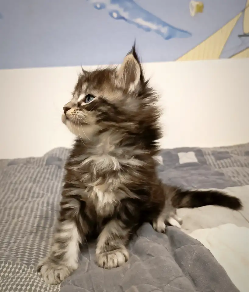 Котята Мейн-кун, фотография 8