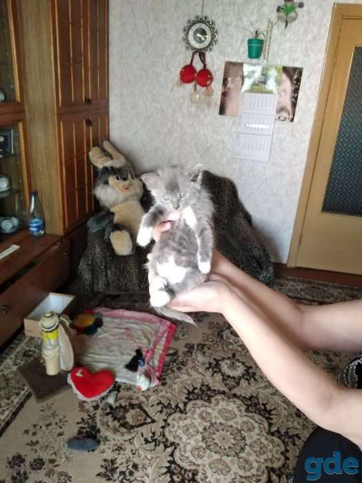 Дарю котят., фотография 1