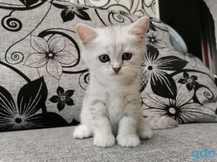 Котёнок, фотография 1