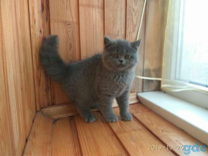 Породистая британская кошечка, фотография 5