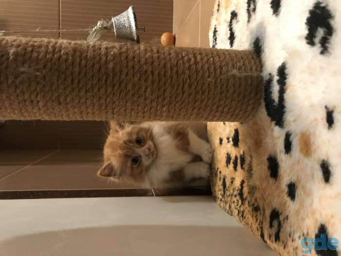 Котёнок рыжий, фотография 3