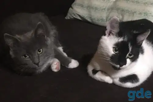 Дачные котята срочно ищут дом!, фотография 1