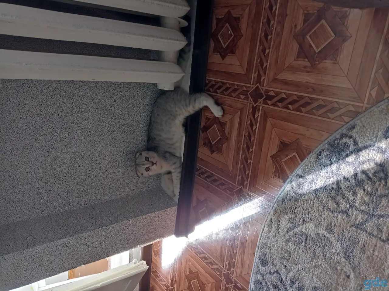 Продам котенка, фотография 1