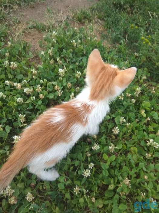 Котята, фотография 2