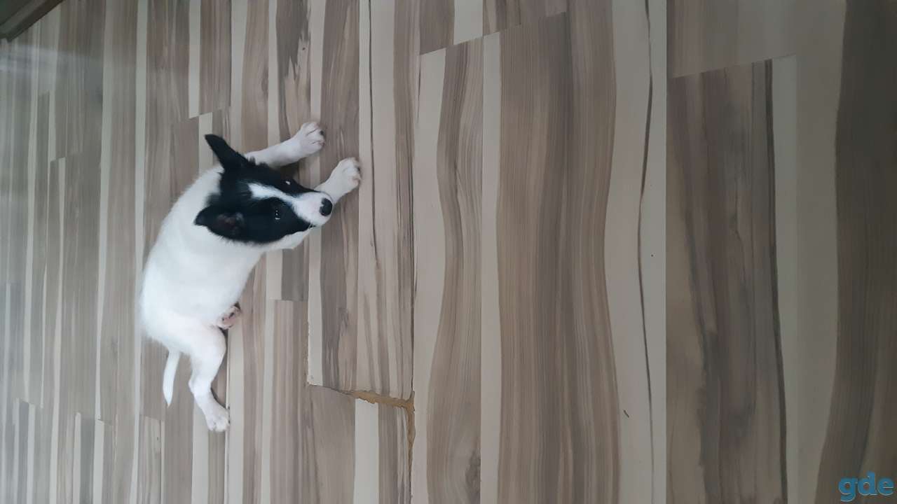 Отдам в добрые ручки, фотография 1