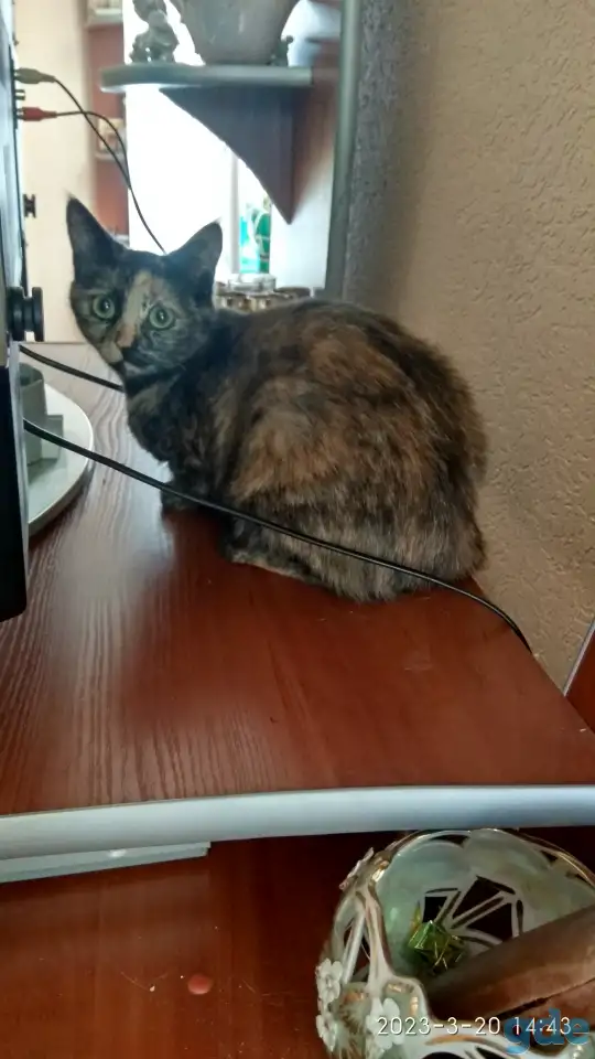Котята в дар, фотография 1