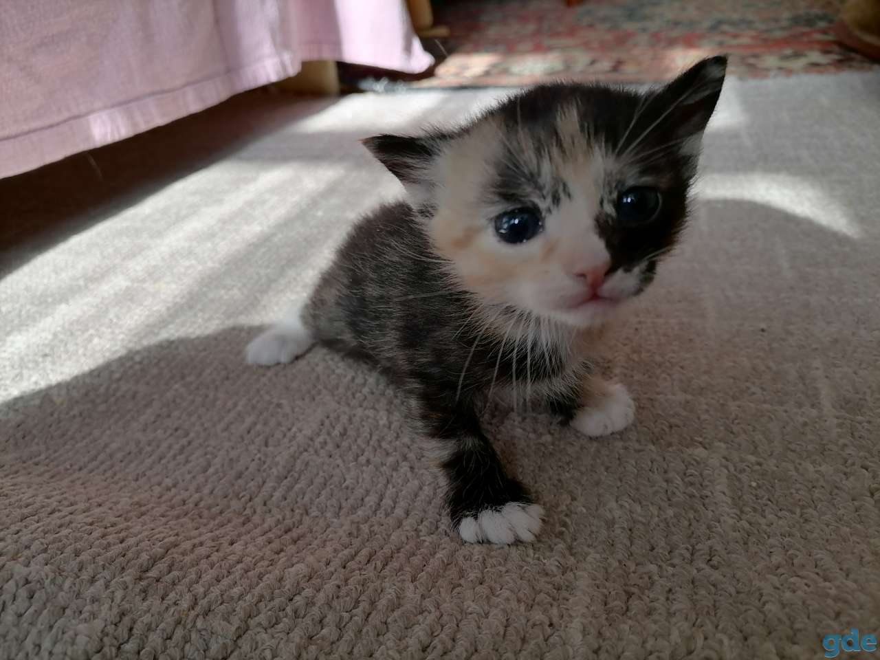 Котята, фотография 2