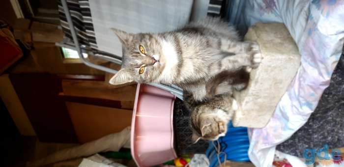 Кошка и котенок ищут дом, фотография 1