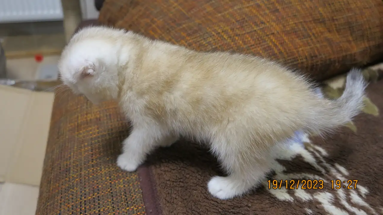 Шотландские котята, фотография 6
