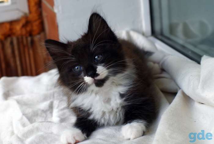 Котенок в дар, фотография 5