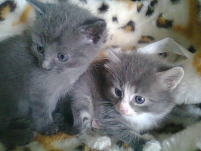 Отдам котят в хорошие руки, фотография 1