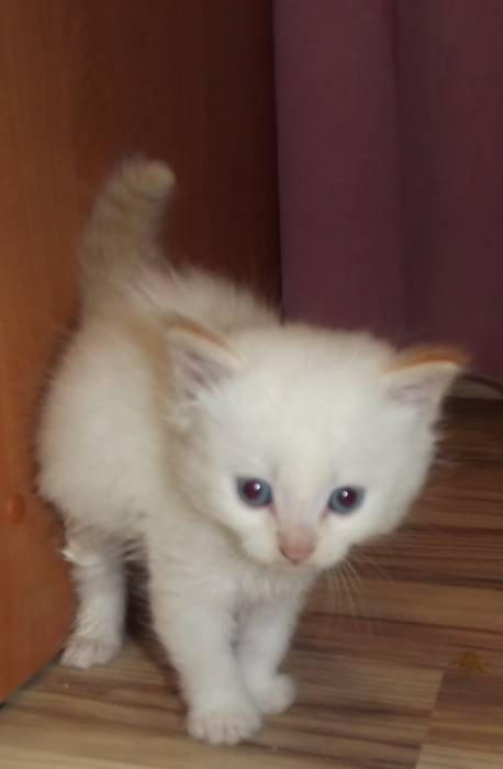 Пушистые котята, фотография 7