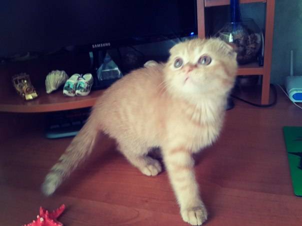 Шотландские вислоухие котята, фотография 3