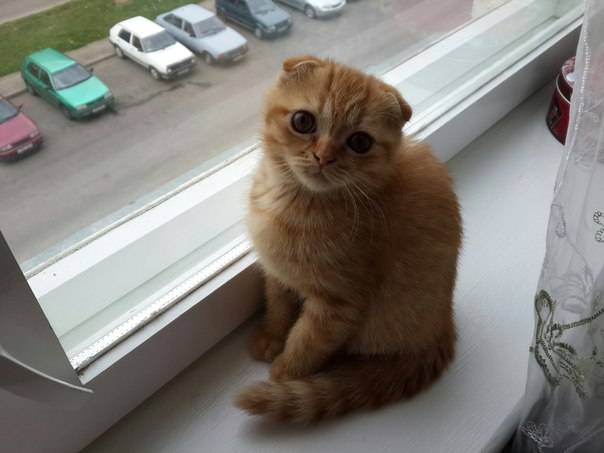 Шотландские вислоухие котята, фотография 5