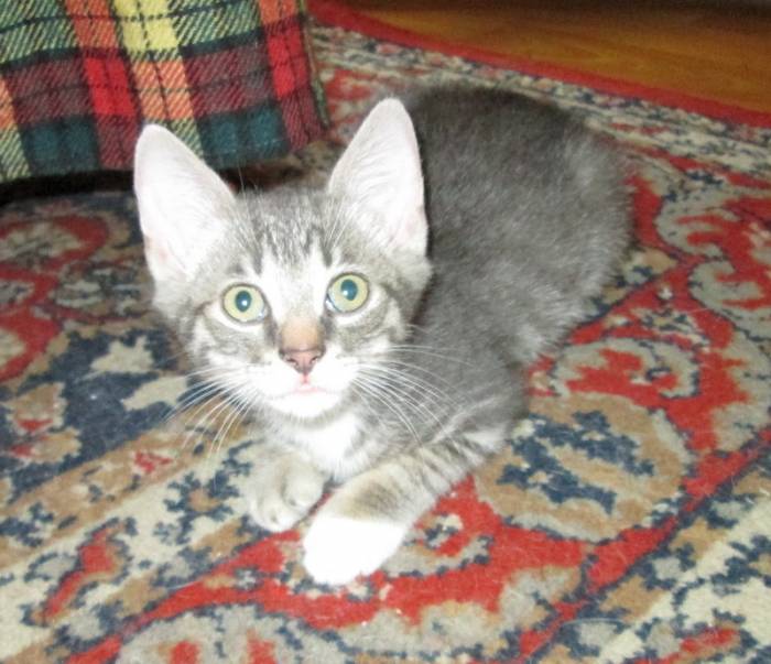 Котята ищут себе хороших хозяев!, фотография 4