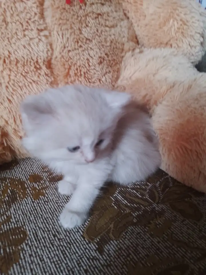 британские котята, фотография 1