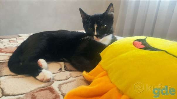 Котенок ищет дом, фотография 1