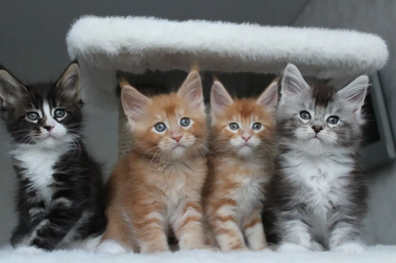 Мейн-кун котята, фотография 6