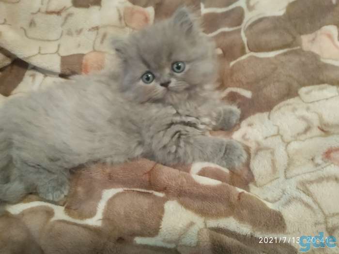 Котята британской породы, фотография 1
