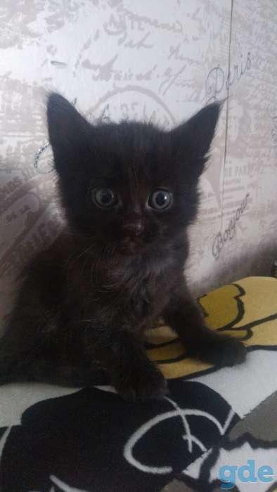 Котята, фотография 2
