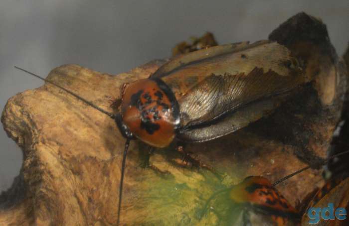 Eublaberus posticus кормовой корм для рептилий,пауков,и т.п., фотография 2