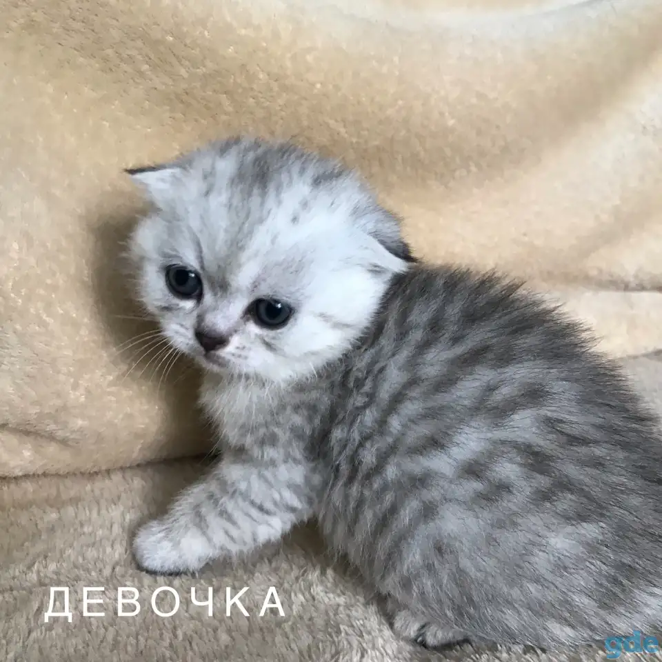 Шотландские вислоухие котята, фотография 2