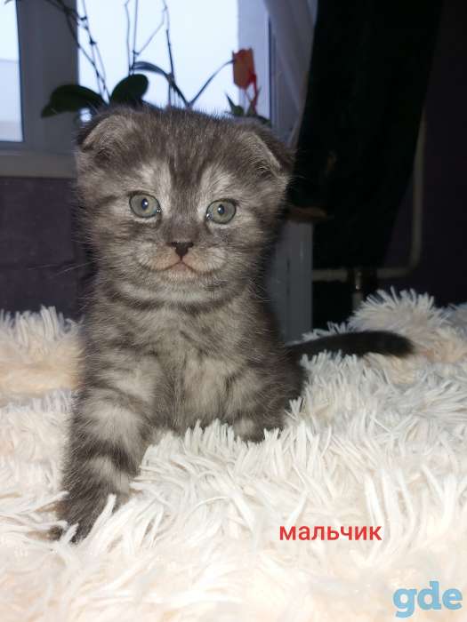 Шотландский вислоухий мальчик, фотография 4