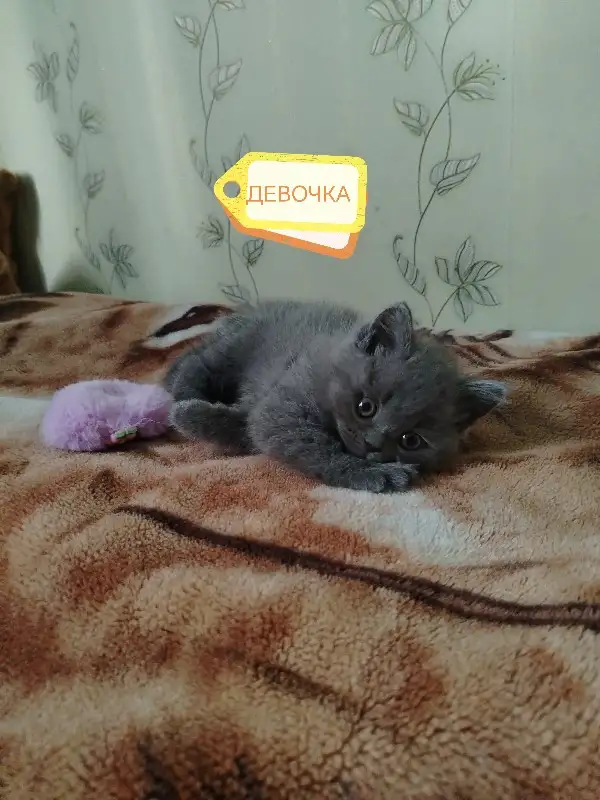 Продаю шотландских вислоухих и прямоухих котят, фотография 5
