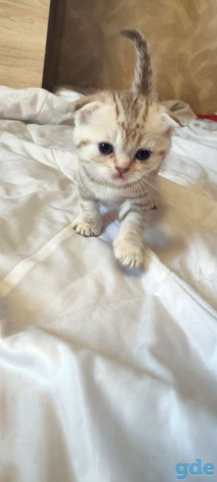 Шотландские котята, фотография 8