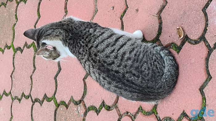 Милые котики ищут дом, 4 месяца, фотография 6