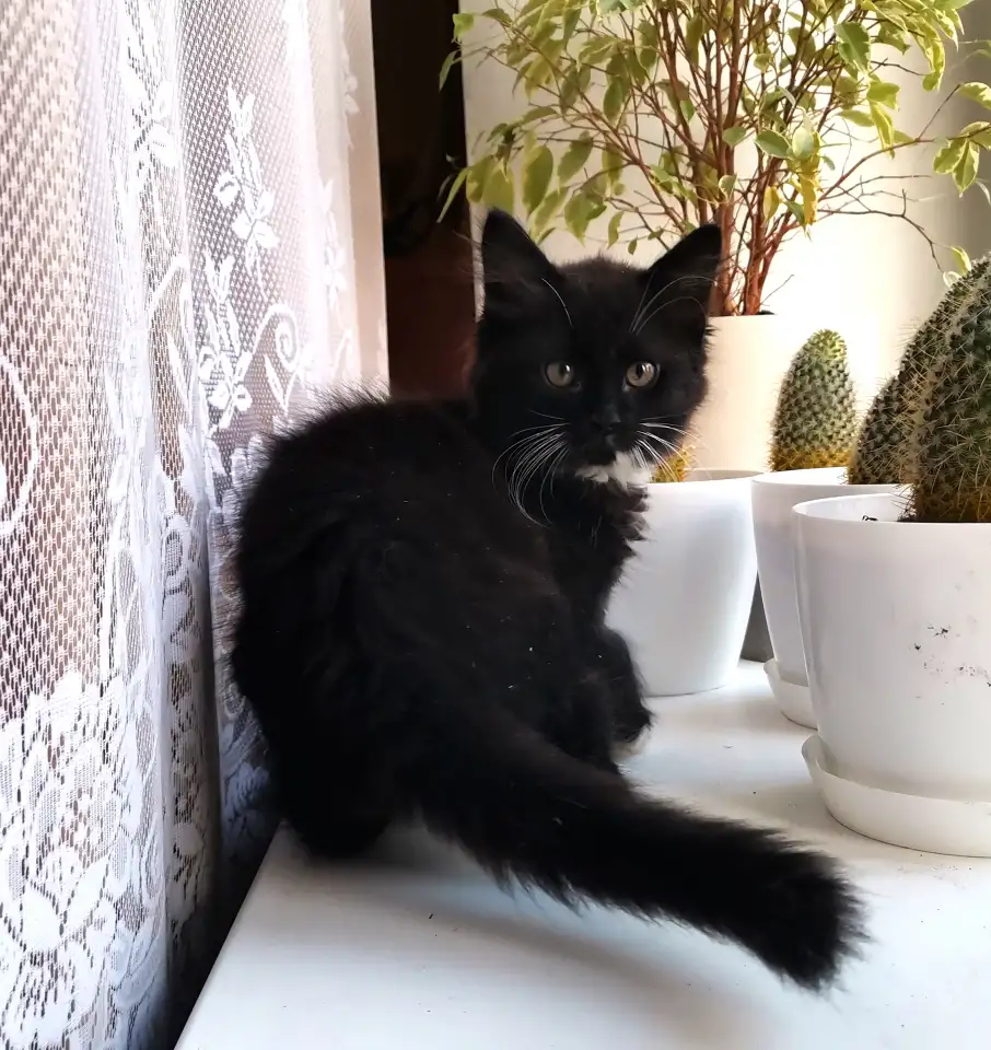 Отдам котят, фотография 8