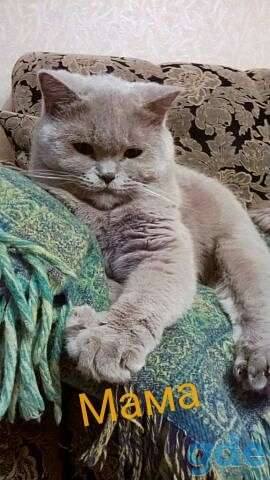 Британские котята, фотография 2