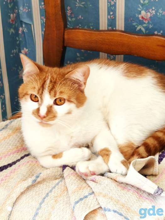 Кот Джокер. Солнечный кот, кастрирован., фотография 1