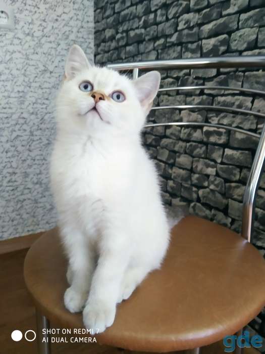 Котенок, фотография 5