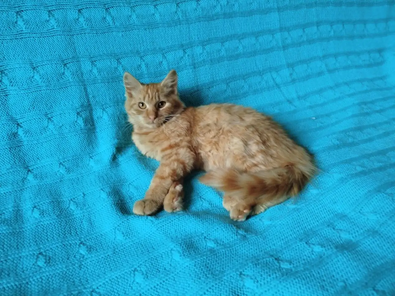 Рыжий, честный, влюбленный Лион, фотография 4