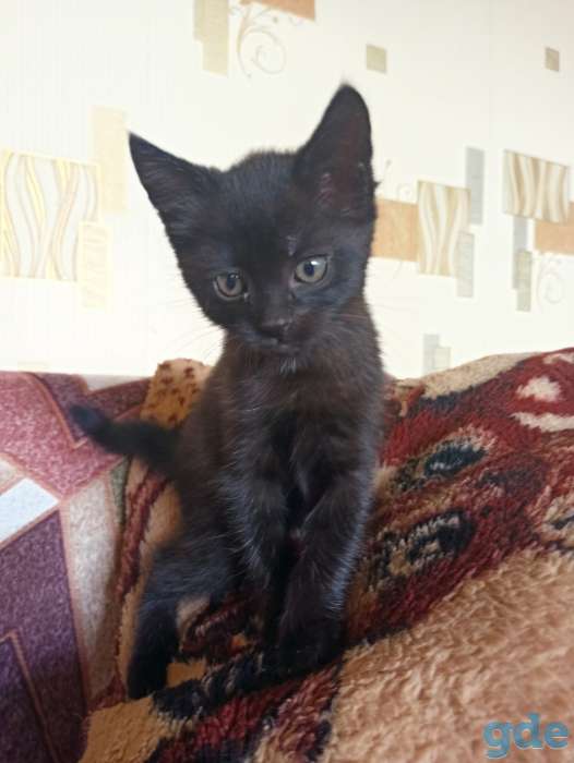 Котенок кошка черная, черного цвета, фотография 3