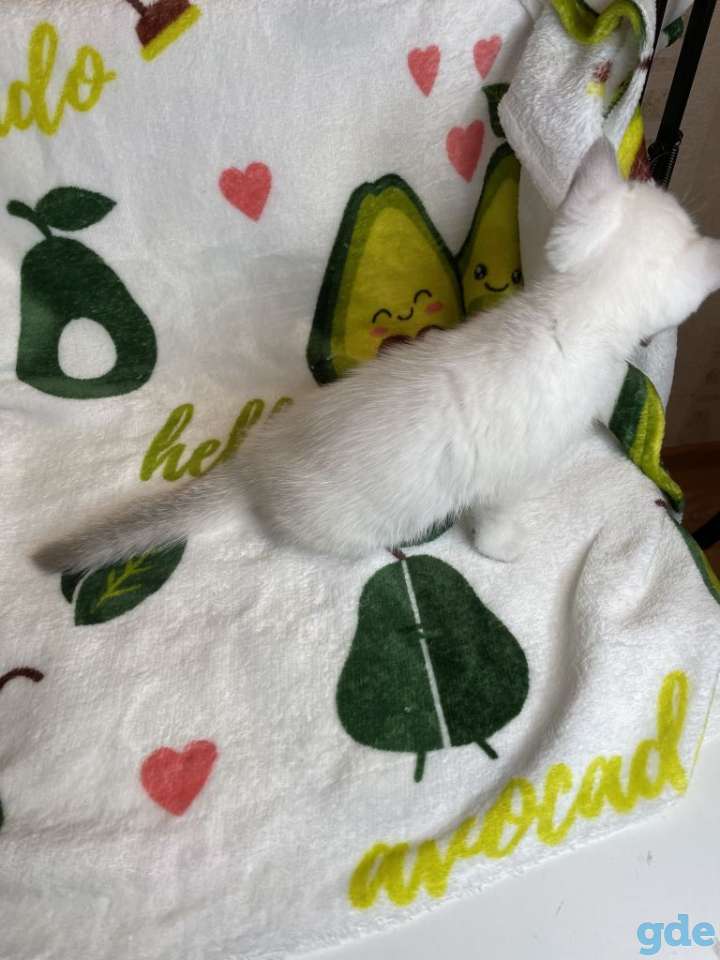 Шотландские котята, фотография 3