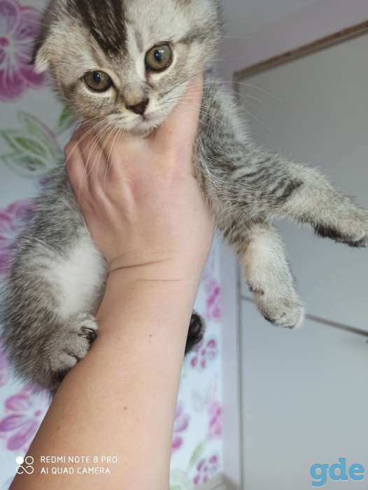 Котята, фотография 7