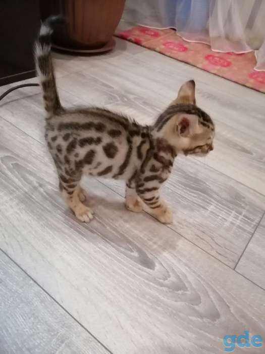 Бенгальский котенок, фотография 3