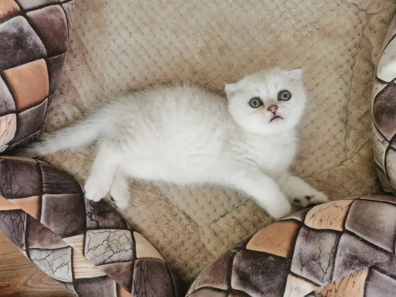 Продам котенка, фотография 3