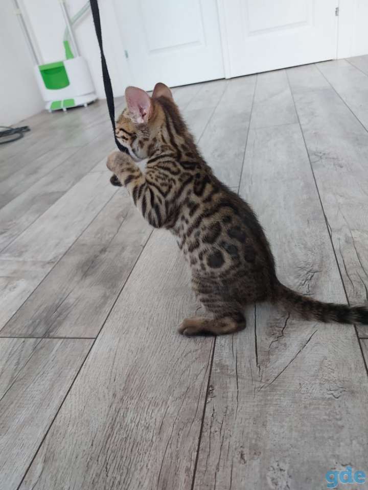 Бенгальские кошечки, фотография 3