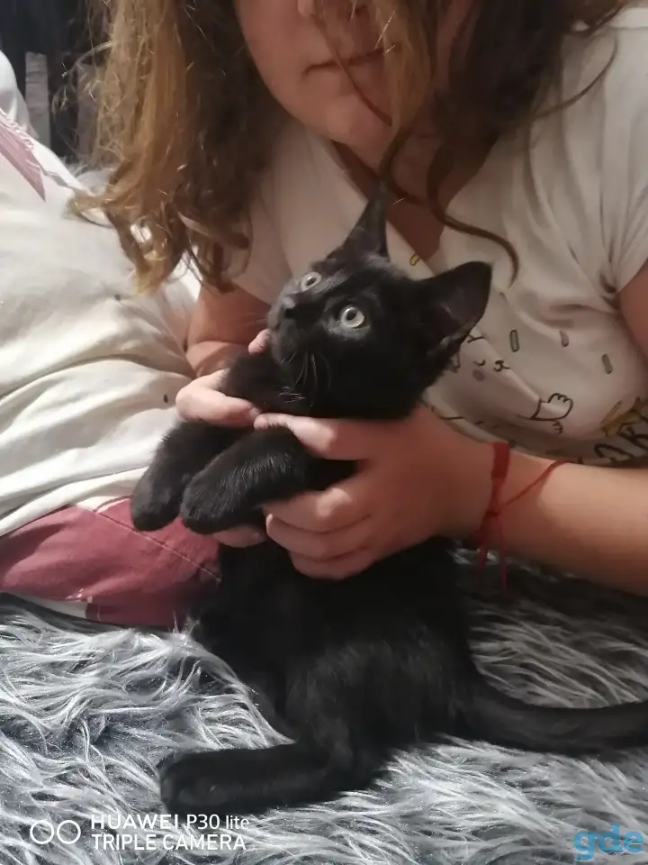 Черные котята в дар, фотография 1