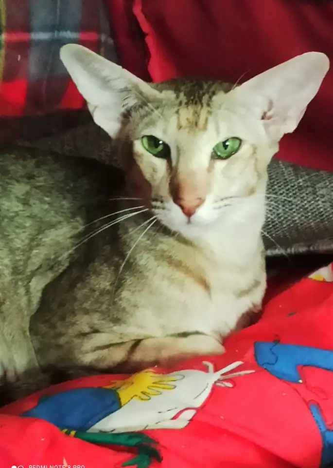Ориентальные коты, фотография 1