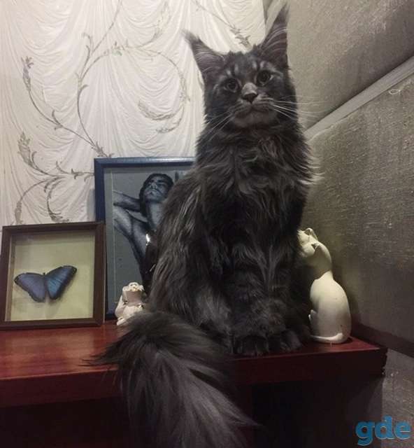 Породистый котенок Мейн-кун, фотография 4