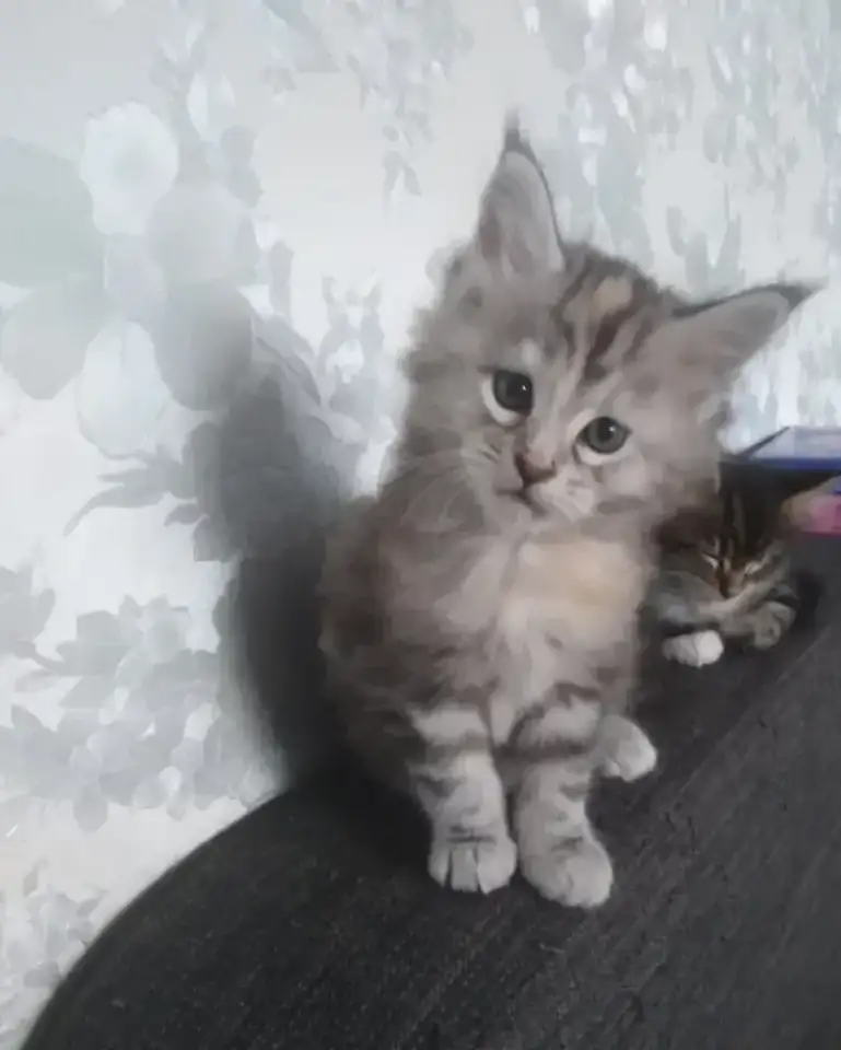 Котята мейн-кун, фотография 2