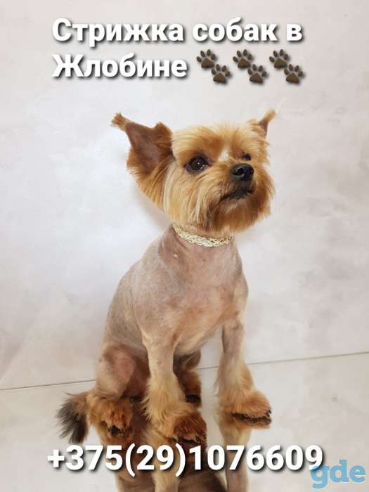 Стрижка собак Жлобин, фотография 3