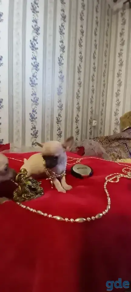 Чихуахуа мини девочка щеночек, фотография 2
