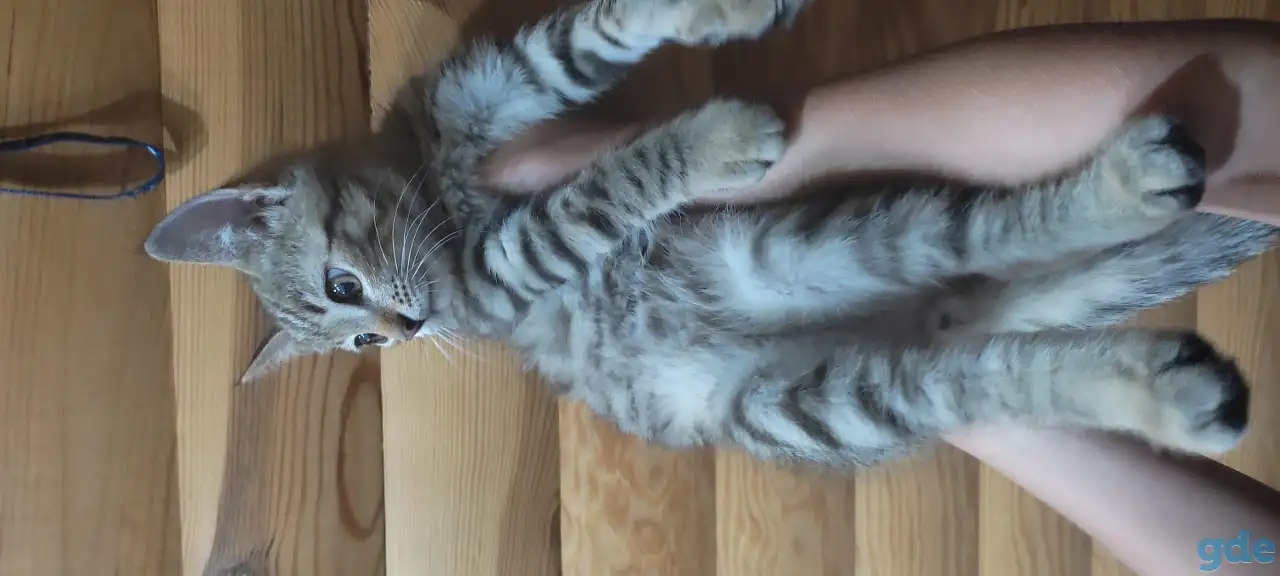 Котенок в дар, фотография 3
